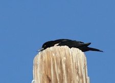 Tricolored Blackbird